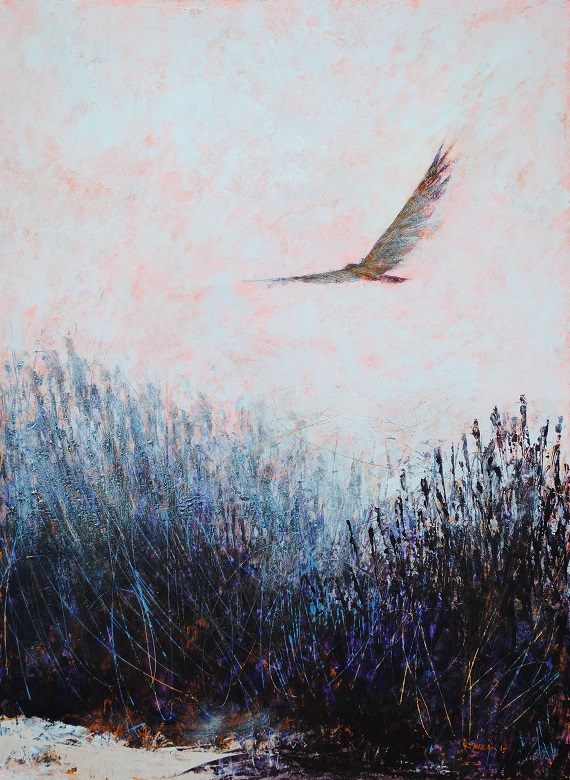 Marsh Hawk 0.1